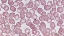 Symbiotic Intelligence in Alignment with Agentic Nature